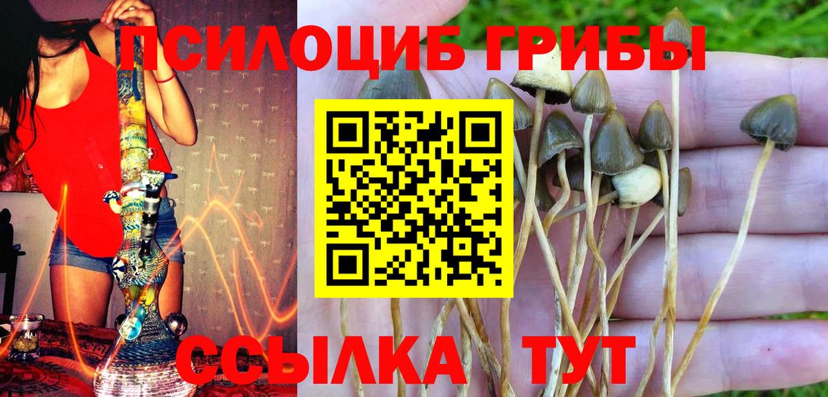 Галлюциногенные грибы Cubensis Протвино